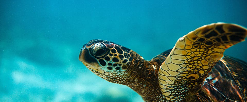 sea turtle in the open ocean