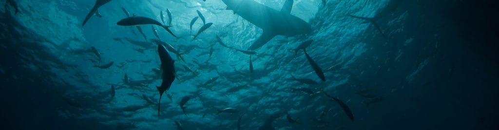deep sea fishing