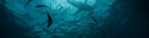 deep sea fishing