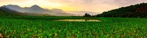 rice fields