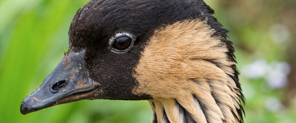 duck from bird refuge