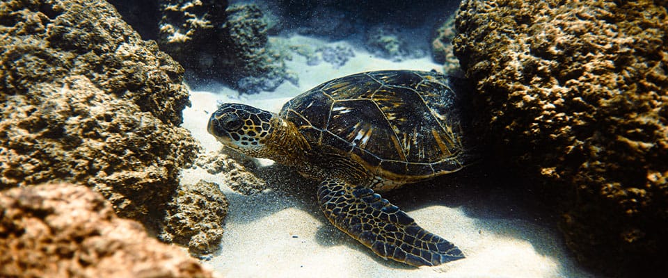 sea turtle amongst coral
