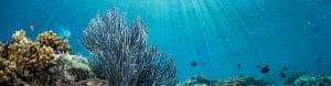 coral reef