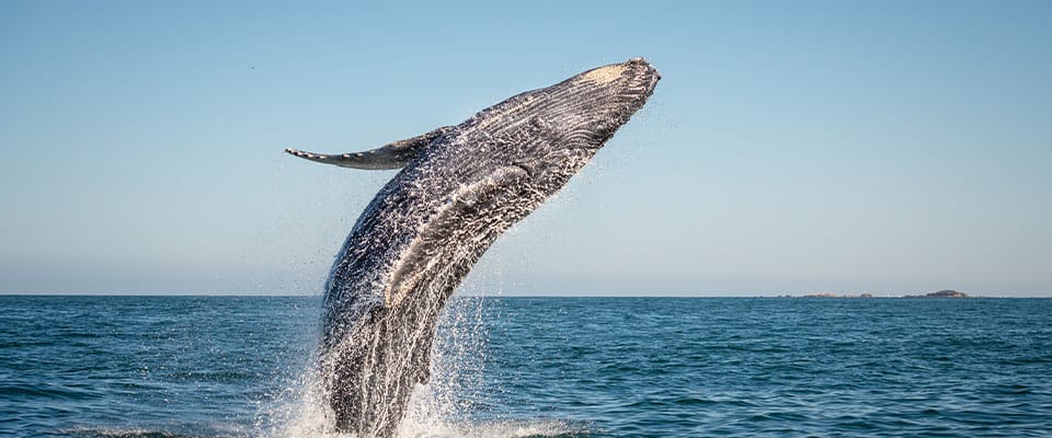 whale jumping out of the water