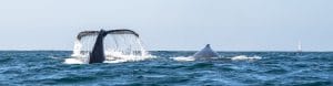 whale surfacing