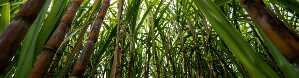 sugar cane field