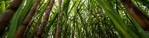sugar cane field