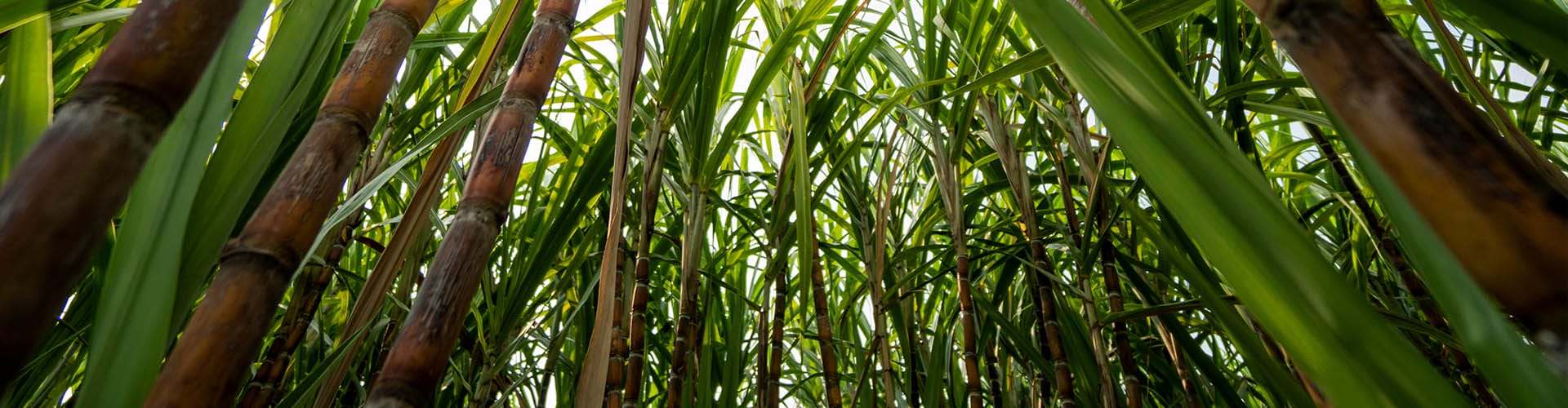 sugar cane field